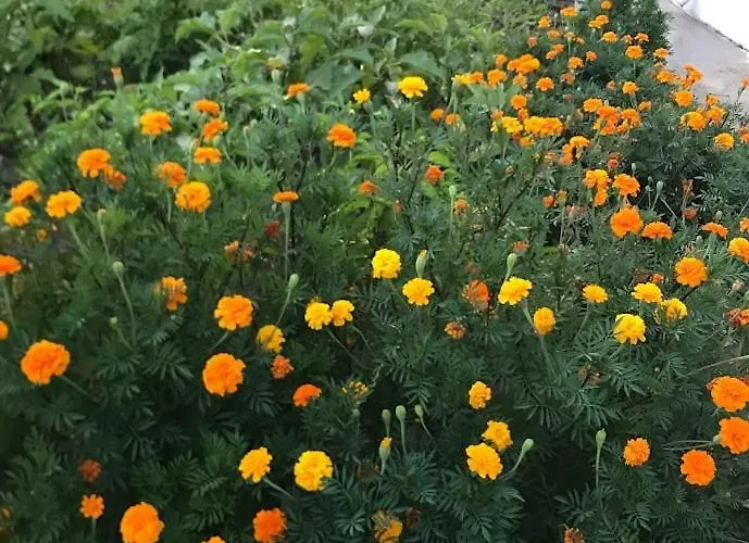 & Family דירה דלמן