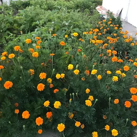 & Family 아파트 달라만